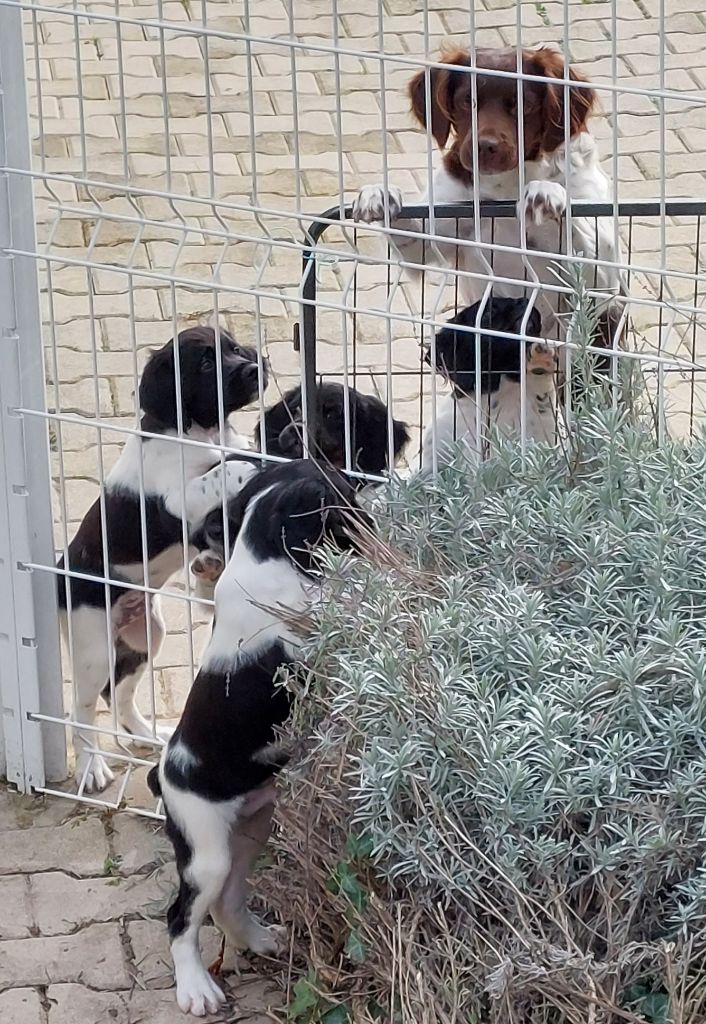 Chiot Epagneul Breton Du Fief Des Fins Bois